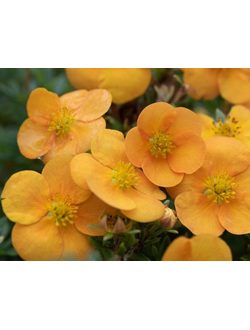 курильский чай "манго-танго"