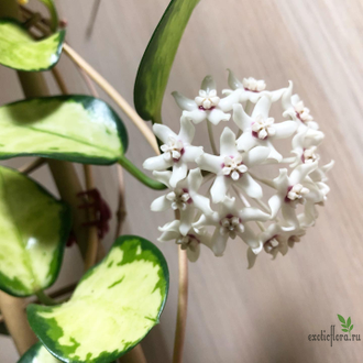 Hoya Australis Lisa