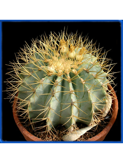 Ferocactus glaucescens