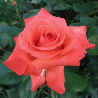 Деметра  (Demetra, Wow) De Ruiter Innovations