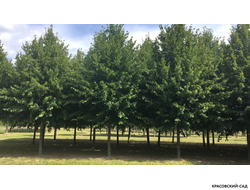 Липа Гринспаер - Greenspire