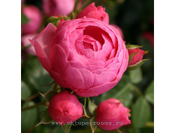 Помпонелла