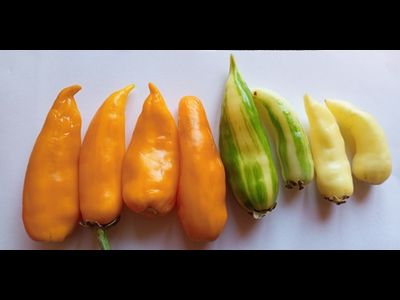 Перец острый Фиш оранжевый (Orange Fish Pepper)