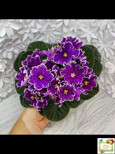 АВ-Просто Космос (Фиалковод) 2019 г. (Пасынок укорененный)