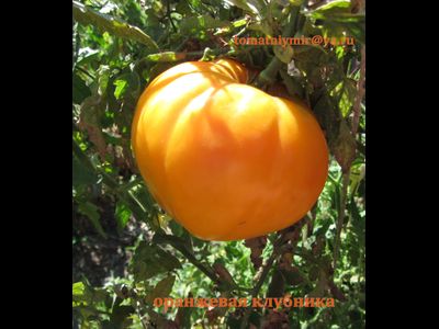 Томат Оранжевая клубника (Orange Strawberry)