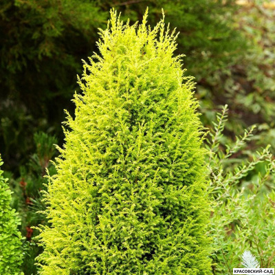 Можжевельник обыкновенный Суэцика