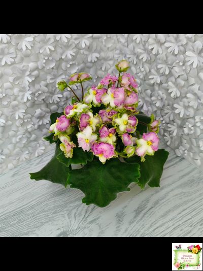 ВаТ-Синичка (Т. Валькова) 2017 г.