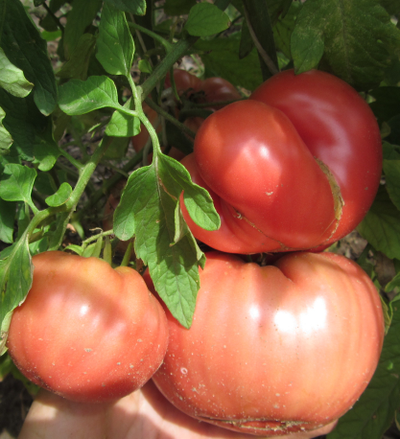 Томат Хелен немецкий (Helen's German)