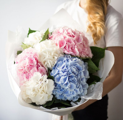 7 нежных гортензий