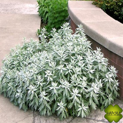 ПОЛЫНЬ ЛЮДОВИКА "VALERIE FINNES"