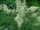 Волжанка двудомная Кнайфи (Aruncus dioicus Kneiffii)