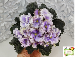 Leo-Древній Львів (Иваницкий)