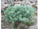 Полынь древовидная (Artemisia arborescens) - 100% натуральное эфирное масло