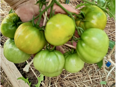 Томат Ирландский ликер