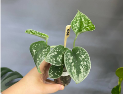 Сциндапсус