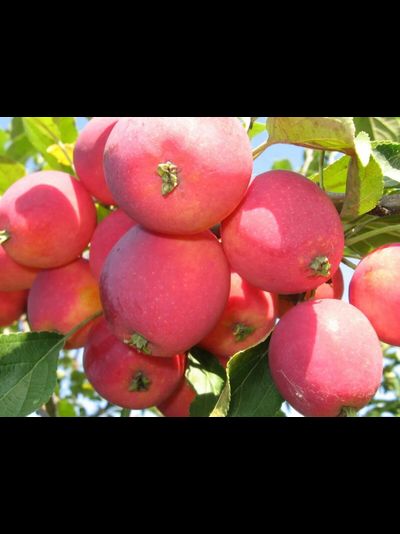 Алтайский голубок (яблоня)