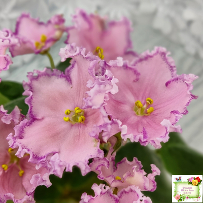 Nik-Хмельное Лето (Н. Булко) 2022 г. (крупная детка)