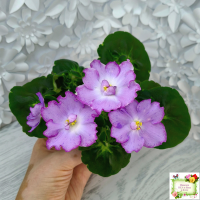 АВ-Девочка с Севера (Фиалковод) 2021 г.