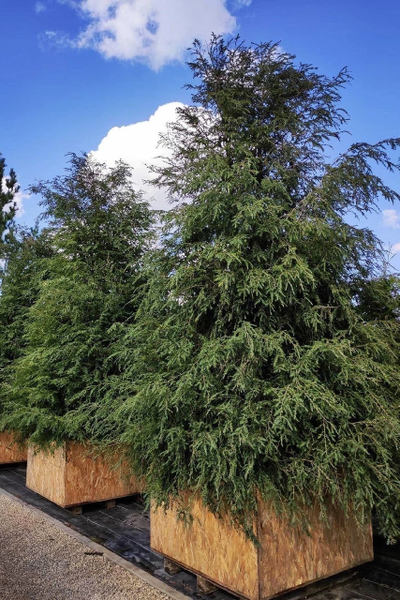 Тсуга канадская