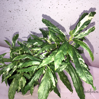 Ficus Racemosa White variegata / фикус ракемоза вариегатный белый