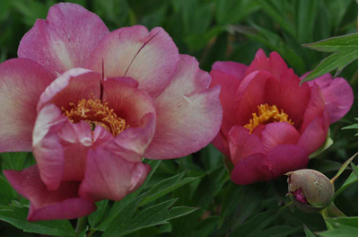 Пион Julia Rose (Джулия Роуз)