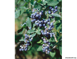 Голубика Каз Плишка - Kaz Pliszka