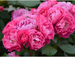 Bordure Magenta (Бордюр Маджента) фл