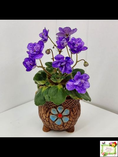 Milady (C.Russell) 01/21/1981 (гёрл-лист)