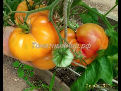 Томат Лаки Кросс (Lucky Cross), Канада