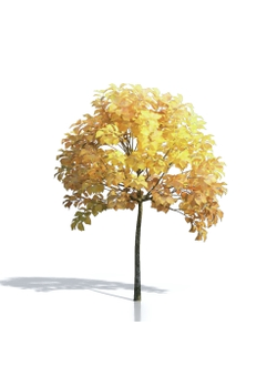 Billboards Дерево осеннее_06