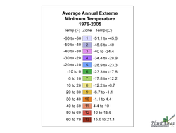Лотос Чаван Басу (Chawan Basu)