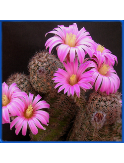 Echinocereus