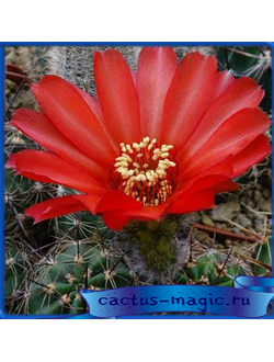 Lobivia dobeana VG 573