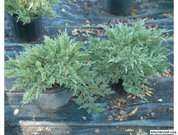 Можжевельник Пфитцериана Глаука - Pfitzeriana Glauca