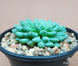 Echeveria Rundelli