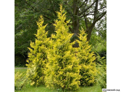 Туя Голден Брабант в саду - Красовский-Сад.рф