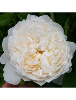 Глэмис Кастл ( Glamis Castle)