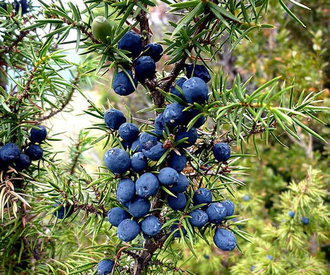 Можжевельник обыкновенный (Juniperus communis)(ягоды) (5 мл)  - 100% натуральное эфирное масло