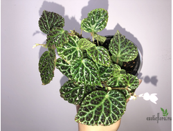 Begonia dracopelta