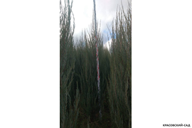 Можжевельник Блю Эрроу - измерение высоты - Красовский-Сад.рф