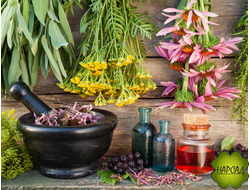 ЛЕКАРСТВЕННЫЕ РАСТЕНИЯ