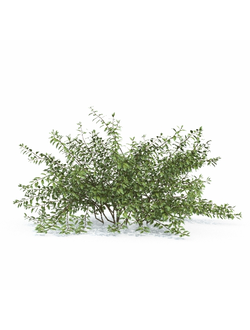 кусты Абелия крупноцветковая Abelia grandiflora 01