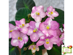 Heinz's Bubbles (H.Dornbusch) (лист посажен 30.01.26)