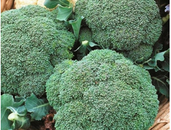 Капуста брокколи Фиеста