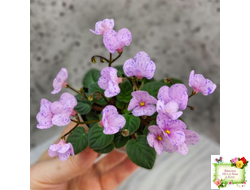 Frosted Fantasy (C.Sotkiewicz) трейлер (детка)