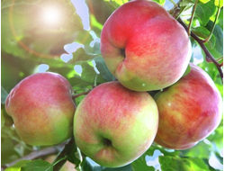 Сладкая нега (яблоня)