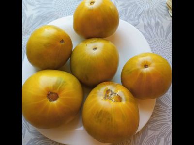 Томат Мшистый дуб (Mossy Oak)