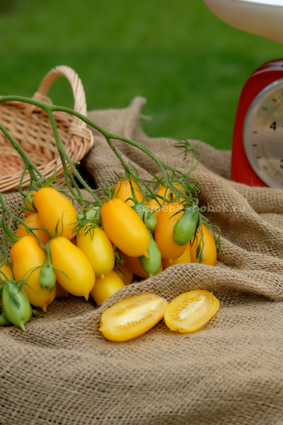 Томат Нежность, 10 шт