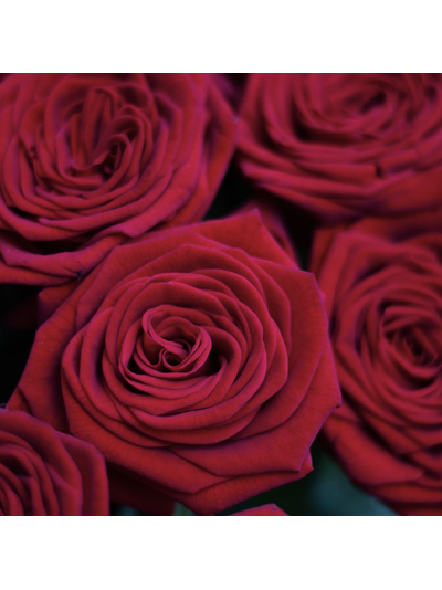 Букет "Красивый комплимент" из 25 голландских роз