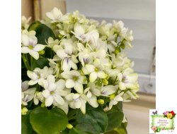 Broadway Star Trail (Селекционер неизвестен) трейлер